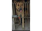 Adopt RIGGS a German Shepherd Dog / Mixed dog in Lindsay, CA (41418147)