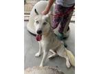 Adopt Viviann a Husky / Mixed dog in Killen, AL (41418134)