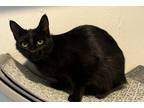 Adopt Pixie a All Black Domestic Shorthair (short coat) cat in Grand Rapids