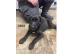 Adopt Zen a Labrador Retriever / Mixed dog in Darlington, SC (41417131)