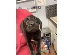 Adopt Ziggy a Labrador Retriever / Mixed dog in Darlington, SC (41417130)