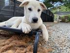 Adopt Jimin a White Jindo / Mixed dog in New York, NY (41168987)