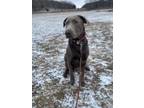 Adopt Jake a Brown/Chocolate Labrador Retriever / Mixed dog in Ellsworth