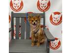 Adopt *SAMARA 7 Pounds ARRIVING ON JUNE 1ST a Red/Golden/Orange/Chestnut - with