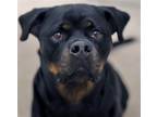 Adopt Elsa - *URGT* BIG LOVE SERVICE DOG TRAINED a Black - with Brown, Red