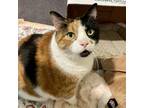 Adopt Scallop a Brown or Chocolate Domestic Shorthair / Domestic Shorthair /