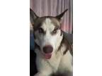 Adopt Max a Brown/Chocolate - with White Alaskan Malamute / Mixed dog in