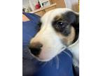 Adopt Ava a White - with Black Australian Shepherd / Border Collie dog in