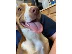 Adopt Paris a Brown/Chocolate - with White Australian Shepherd / Border Collie