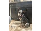 Adopt Blue Sky a Black - with Tan, Yellow or Fawn Australian Cattle Dog / Mixed