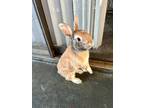 Adopt Cashew a Harlequin Harlequin rabbit in Melbourne, FL (39757779)