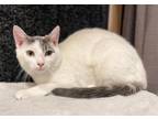 Adopt Annabel - JLI a White (Mostly) Domestic Shorthair / Mixed (short coat) cat