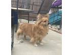Adopt Noah ???? a Red/Golden/Orange/Chestnut Pomeranian / Mixed dog in Claymont