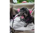 Adopt Cora a Brown/Chocolate - with Black Shih Tzu / Mixed dog in Cherry Hill