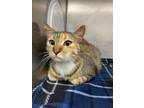 Adopt Zuzu a Spotted Tabby/Leopard Spotted Calico / Mixed cat in Stockton