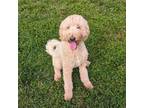 Adopt Bronco a Goldendoodle / Mixed dog in Louisville, KY (41418019)