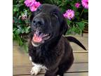 Adopt Raven a Black - with White Great Pyrenees dog in Louisville, KY (40561958)