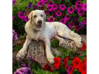 Adopt Roonie a White Great Pyrenees / Labrador Retriever dog in Louisville
