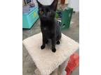 Adopt Miso a All Black American Shorthair cat in Bartlesville, OK (41176236)