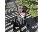 Adopt Logan - AVAILABLE a Pit Bull Terrier dog in Seattle, WA (39475791)