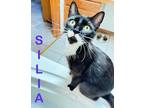 Adopt Silia a Domestic Shorthair (short coat) cat in Denver, CO (41417930)