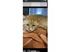 Adopt Saffron a Domestic Shorthair (short coat) cat in Denver, CO (41417929)