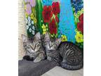 Adopt Berloiz a Domestic Shorthair / Mixed (short coat) cat in Ocala