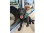 Adopt Sassy a Black Labrador Retriever / Boxer / Mixed dog in Plain City
