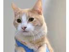 Adopt Poppy* a Tan or Fawn Domestic Shorthair cat in Wildomar, CA (41417896)