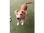 Adopt Millie a Mixed Breed (Medium) / Mixed dog in Oceanside, CA (41321743)