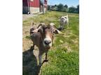 Adopt Cinnamon (bonded To Q-Tip) a Goat farm-type animal in Surrey