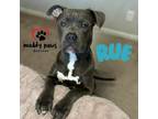 Adopt Rue (Courtesy Post) a Brown/Chocolate Boxer dog in Council Bluffs