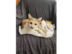 Adopt Eli a White Domestic Shorthair (short coat) cat in Oakville, CT (37544600)