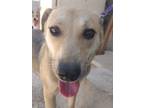 Adopt JOSELLE (Israel) kt a Whippet / German Shepherd Dog dog in Langley