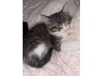 Adopt Baby a Gray or Blue Ocicat / Mixed (medium coat) cat in Fresno