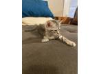 Adopt Honey a Gray, Blue or Silver Tabby Tabby / Mixed (medium coat) cat in
