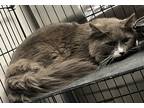 Adopt Randy a Gray or Blue Domestic Longhair (long coat) cat in Jackson
