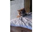 Adopt Shiloh a Orange or Red Tabby Domestic Shorthair (short coat) cat in
