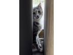 Adopt Sammi a Domestic Shorthair (short coat) cat in Jackson, GA (41417958)