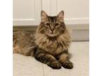Adopt Deebo a Brown Tabby Maine Coon / Mixed (long coat) cat in Providence