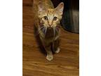 Adopt Ginger a Orange or Red Tabby / Mixed (short coat) cat in Charleston