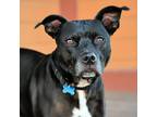 Adopt Lucky a Black - with White Pit Bull Terrier / Mixed dog in Vallejo