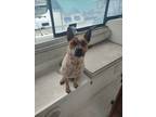 Adopt Riley a White - with Red, Golden, Orange or Chestnut Australian Cattle Dog