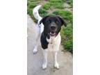 Adopt Loki a White - with Black Labrador Retriever / Akita / Mixed dog in