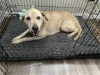 Adopt BJ a Tan/Yellow/Fawn - with White Labrador Retriever / Mixed dog in
