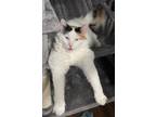 Adopt Bailey a White (Mostly) Calico / Mixed (long coat) cat in Hooksett