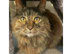 Adopt Zelly Belly a Tortoiseshell Maine Coon / Mixed (long coat) cat in San Luis