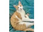 Adopt Tim a Orange or Red (Mostly) Domestic Shorthair / Mixed (short coat) cat