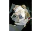 Adopt Miko a Tan/Yellow/Fawn Pug / Mixed dog in Murfreesboro, TN (41417849)
