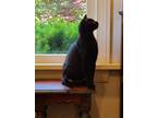 Adopt Harrison a All Black Domestic Shorthair / Domestic Shorthair / Mixed cat